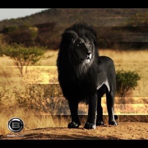 Meet your Posher, Ayn